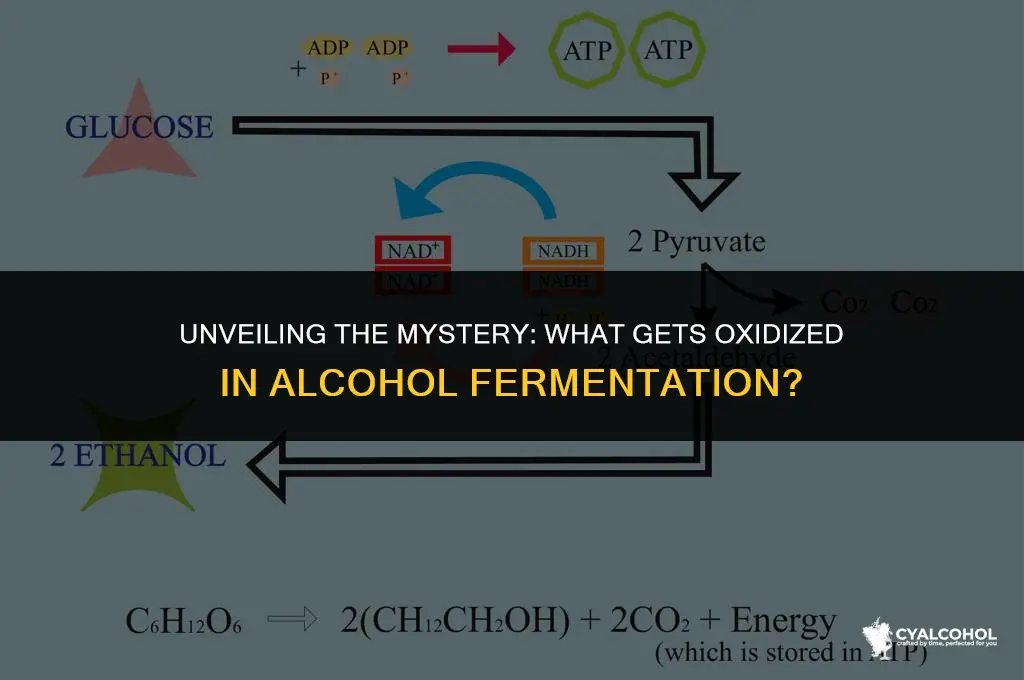 what is oxidixeized in alcohol fermentation