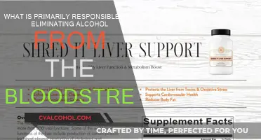 How Liver Breaks Down Alcohol in the Bloodstream