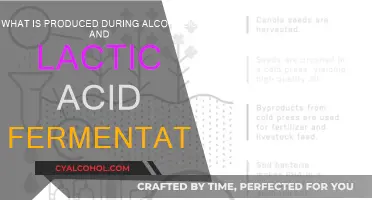 Fermentation: Alcoholic and Lactic Acid Production Explained