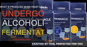 Yeast Cells: Alcoholic Fermentation and Ethanol Production