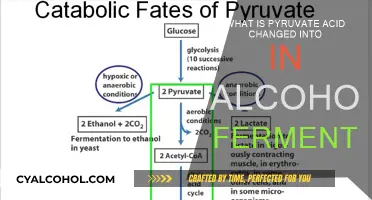 Pyruvate Acid's Transformation in Alcoholic Fermentation