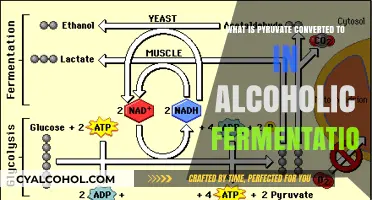 Pyruvate's Fate in Alcoholic Fermentation: Ethanol Conversion Explained