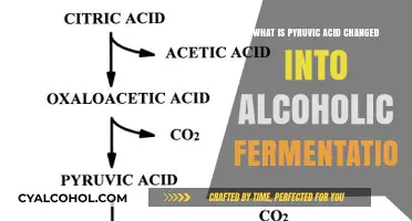 Pyruvic Acid Transformation in Alcoholic Fermentation: A Detailed Breakdown