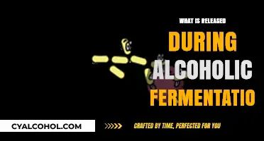Unveiling the Secrets of Alcoholic Fermentation: A Comprehensive Guide