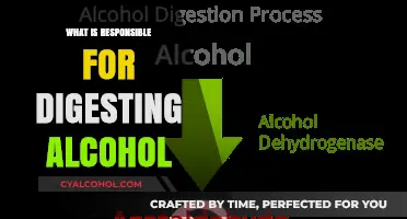Unveiling the Biological Process Behind Alcohol Digestion