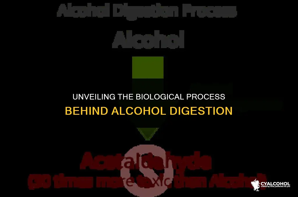 what is responsible for digesting alcohol