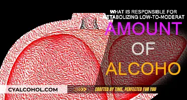 How Your Body Processes Alcohol