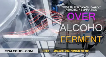 Aerobic Respiration: A Superior Energy-Generating Process
