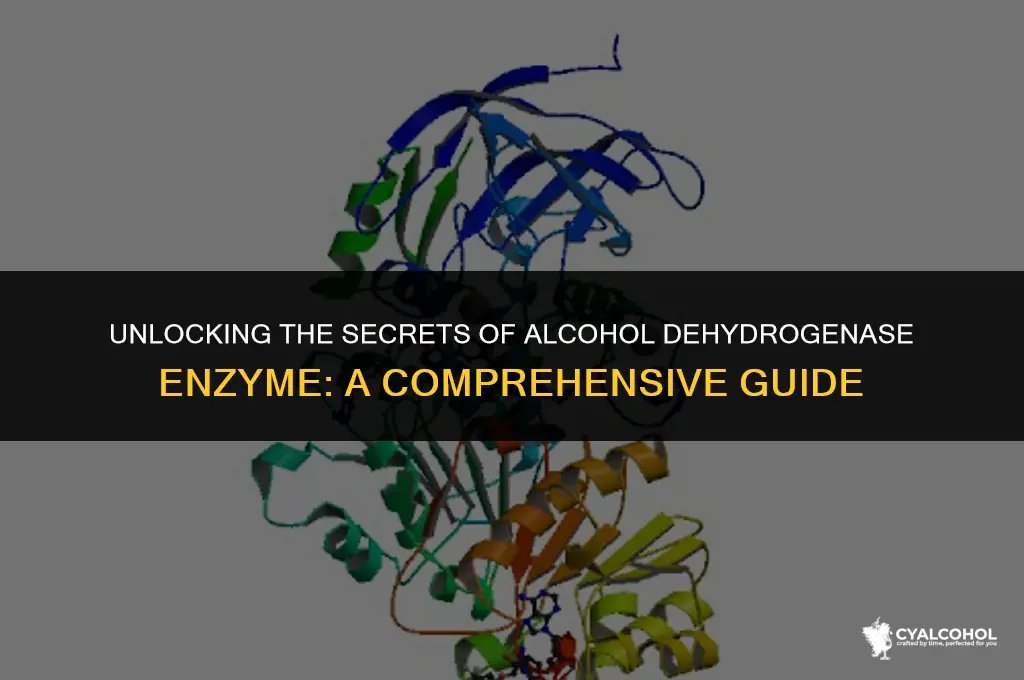 what is the alcohol dehydrogenase enzyme