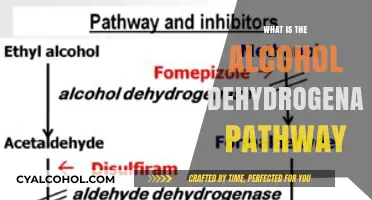 Unveiling the Alcohol Dehydrogenase Pathway: A Biochemical Journey