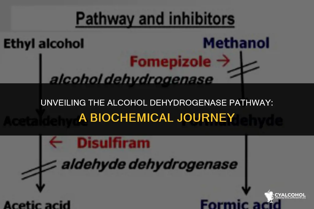 what is the alcohol dehydrogenase pathway