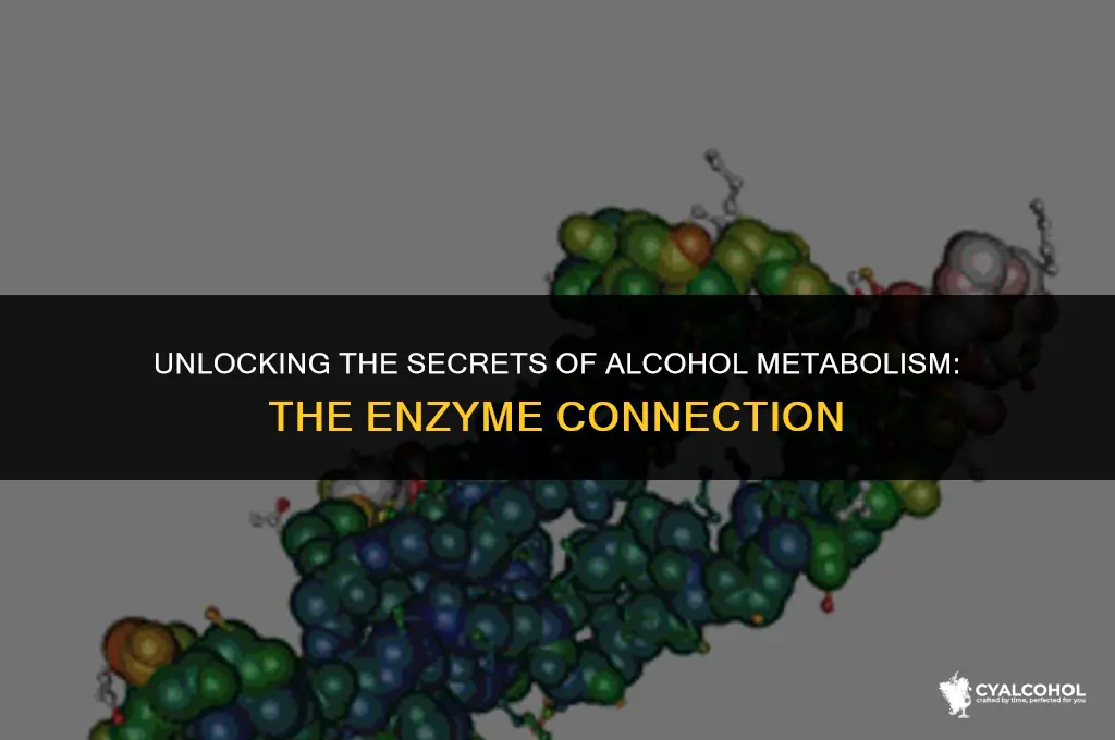 what is the alcoholic metabolizing enzyme