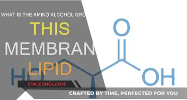 Amino Alcohols: Membrane Lipids' Unique Group