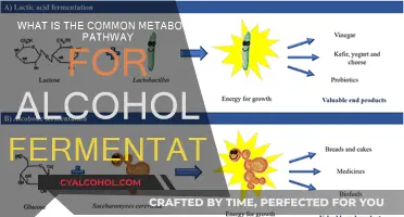 Exploring Alcohol Fermentation's Metabolic Pathway