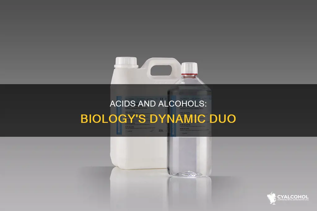 what is the difference between alcohol and acids biology