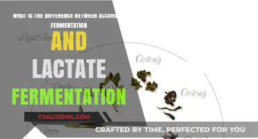 Alcoholic vs. Lactate Fermentation: What's the Difference?