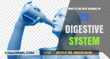 Alcohol's Impact on the Digestive System