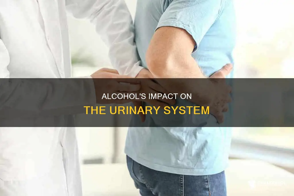 what is the does alcohol do to urinary system