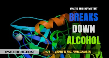 Understanding Alcohol Metabolism: The Role of ADH Enzyme in Breakdown