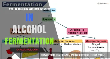 Electron Acceptor in Alcohol Fermentation: What is it?