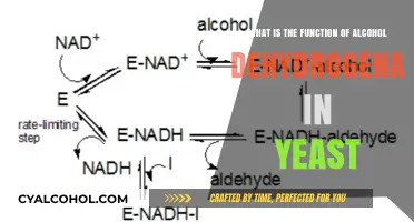 Alcohol Dehydrogenase: Yeast's Vital Role
