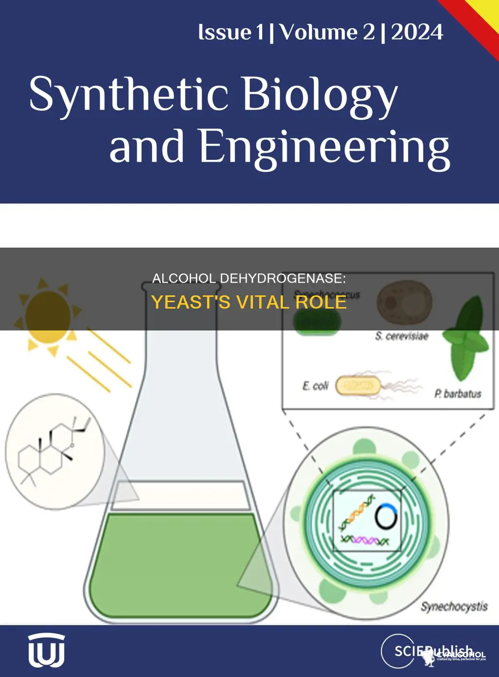 what is the function of alcohol dehydrogenase in yeast