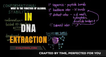 Alcohol's Role in DNA Extraction