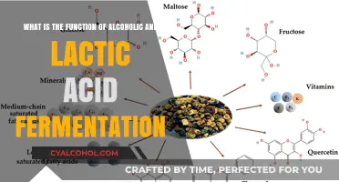 Fermentation: Alcoholic and Lactic Acid Functions Explained