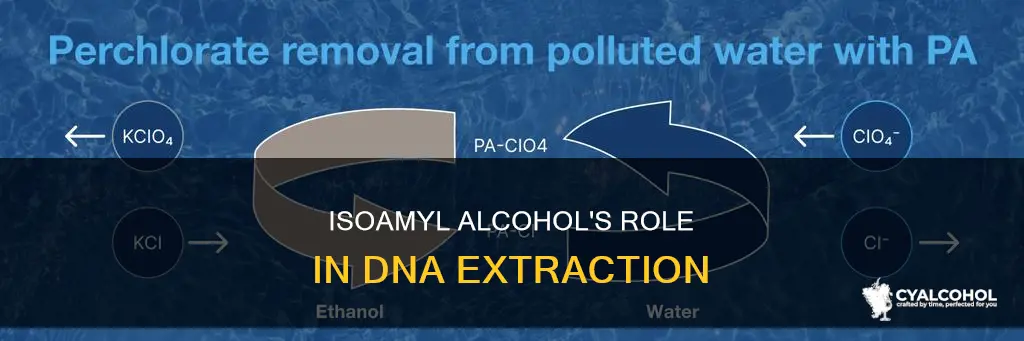 what is the function of isoamyl alcohol in dna extraction