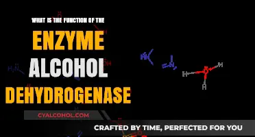 Alcohol Dehydrogenase: Unlocking the Enzyme's Function