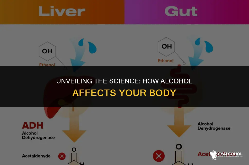 what is the mechanism for alcohol