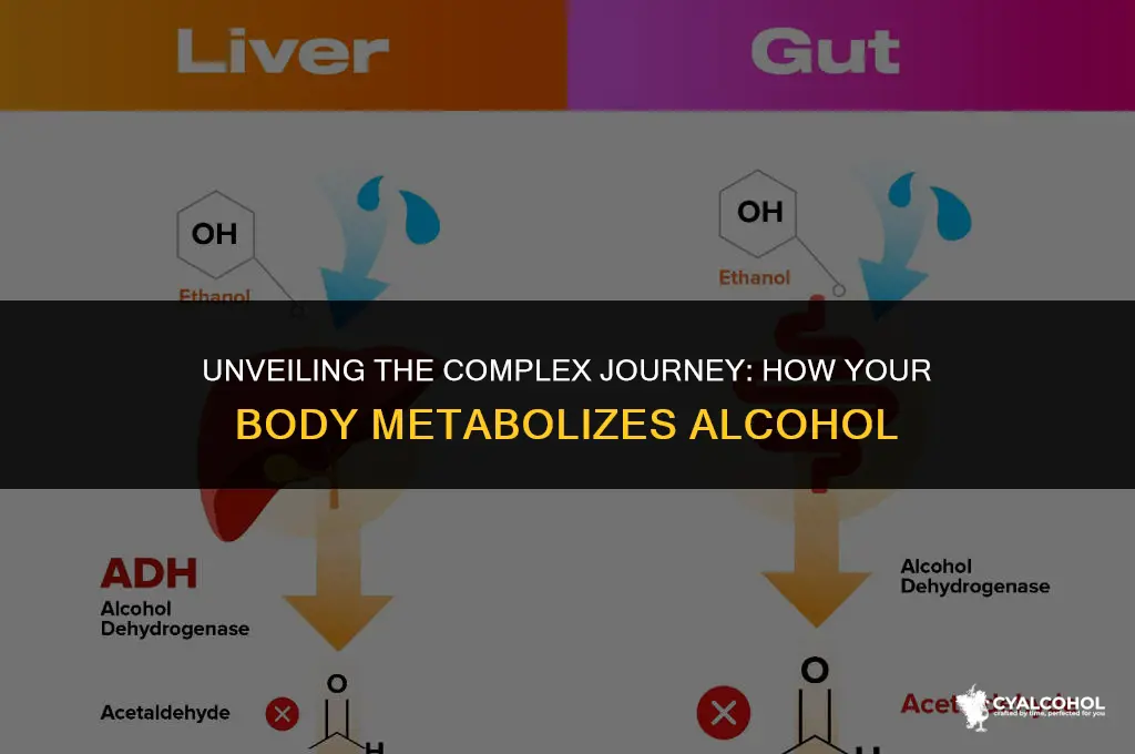 what is the metabolism of alcohol