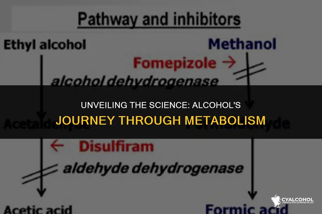 what is the metabolite of alcohol