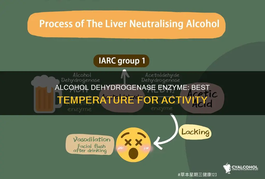 what is the optimal temperature for alcohol dehydrogenase enzyme
