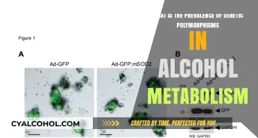 Genetic Polymorphisms: Alcohol Metabolism and Its Prevalence