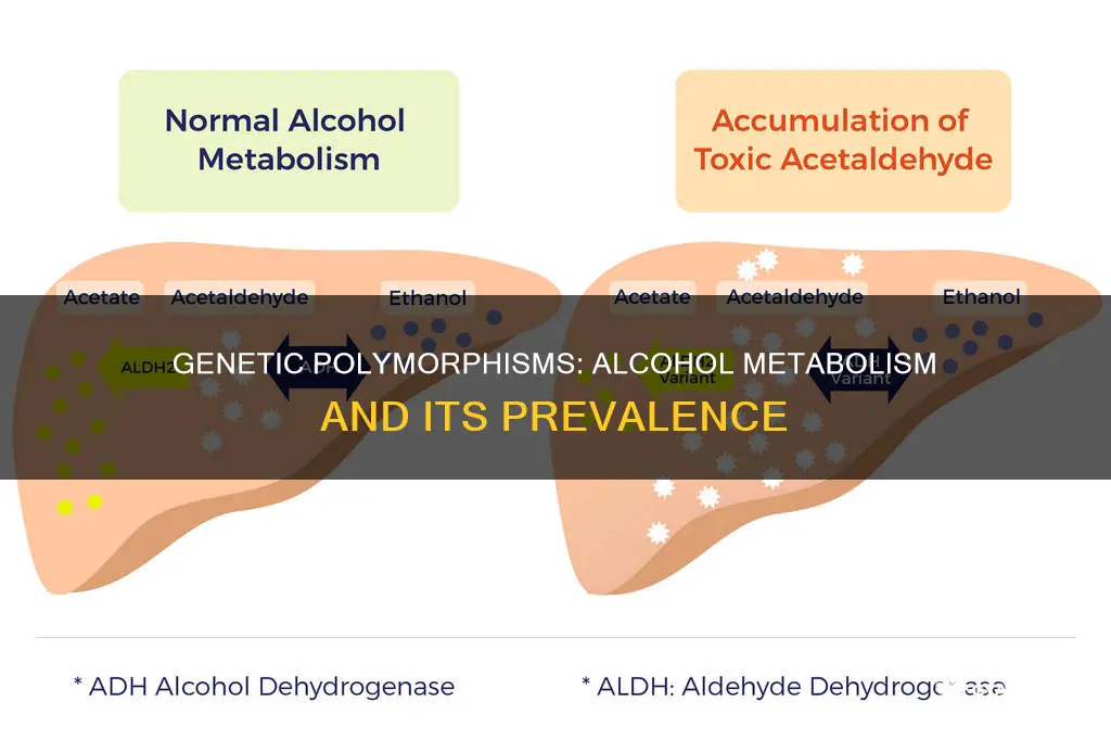 what is the prevalence of genetic polymorphisms in alcohol metabolism