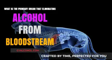 Liver's Role in Alcohol Detoxification