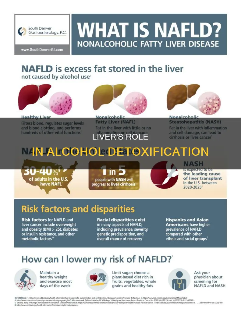 what is the primary organ that eliminating alcohol from bloodstream