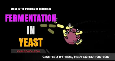 Yeast's Alcoholic Fermentation: Process Explained