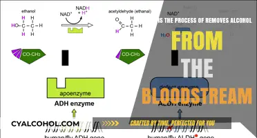 How Alcohol Leaves the Human Body