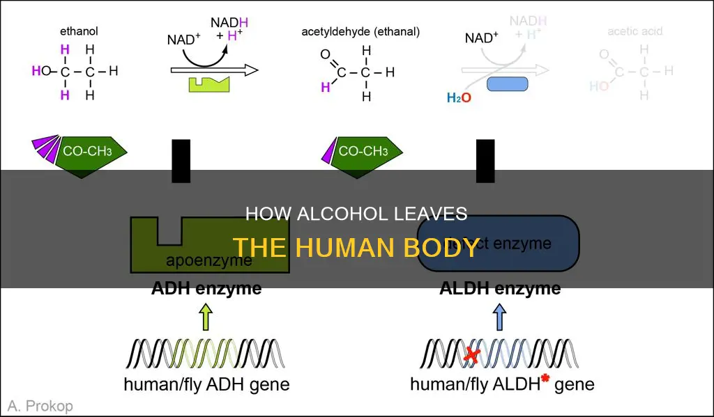 what is the process of removes alcohol from the bloodstream