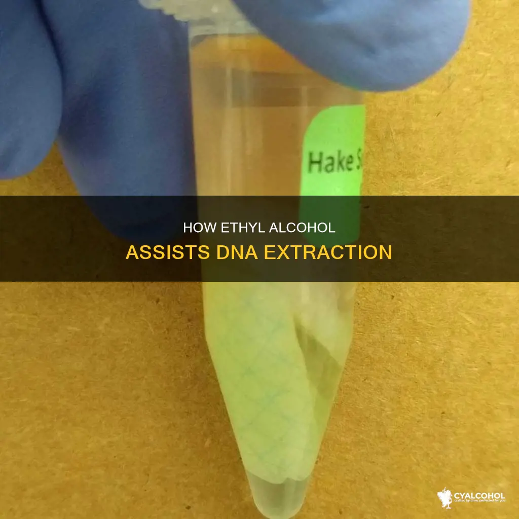 what is the purpose of ethyl alcohol in dna extraction