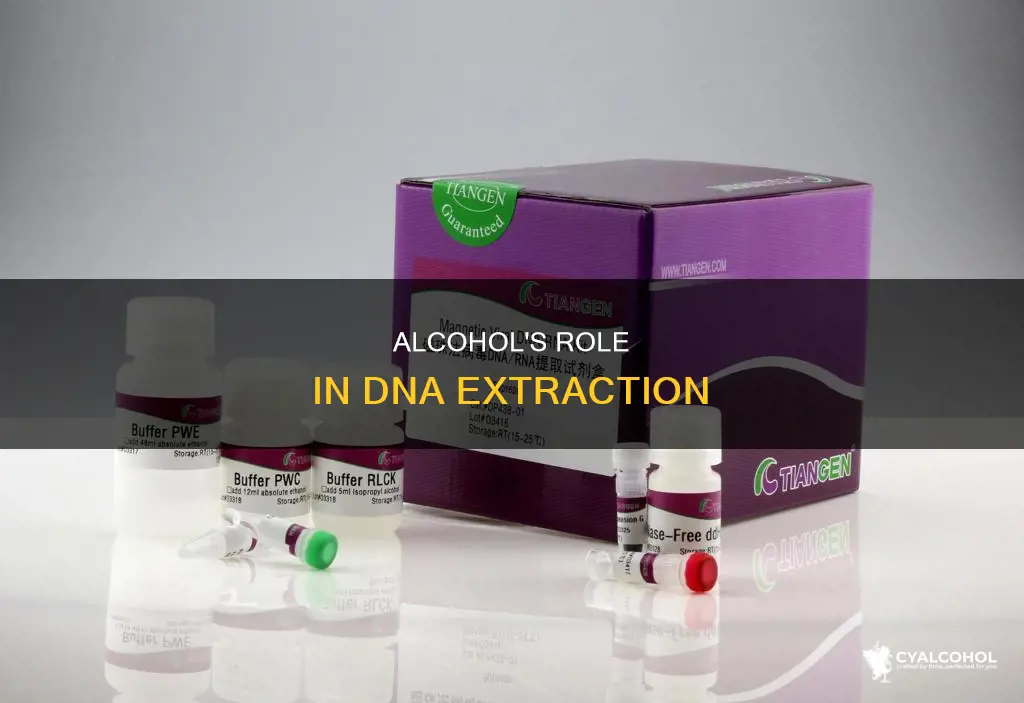 what is the role of alcohol in dna extraction