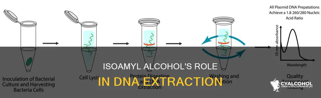 what is the role of isoamyl alcohol in dna extraction