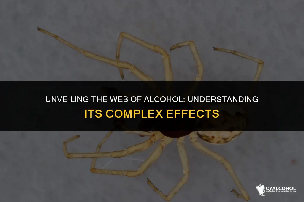 what is the spider of alcohol