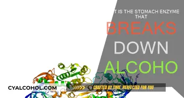 How Alcohol is Processed in the Stomach