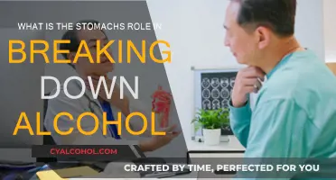 The Stomach's Role in Alcohol Metabolism