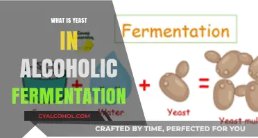 Unlocking the Secrets of Yeast in Alcoholic Fermentation