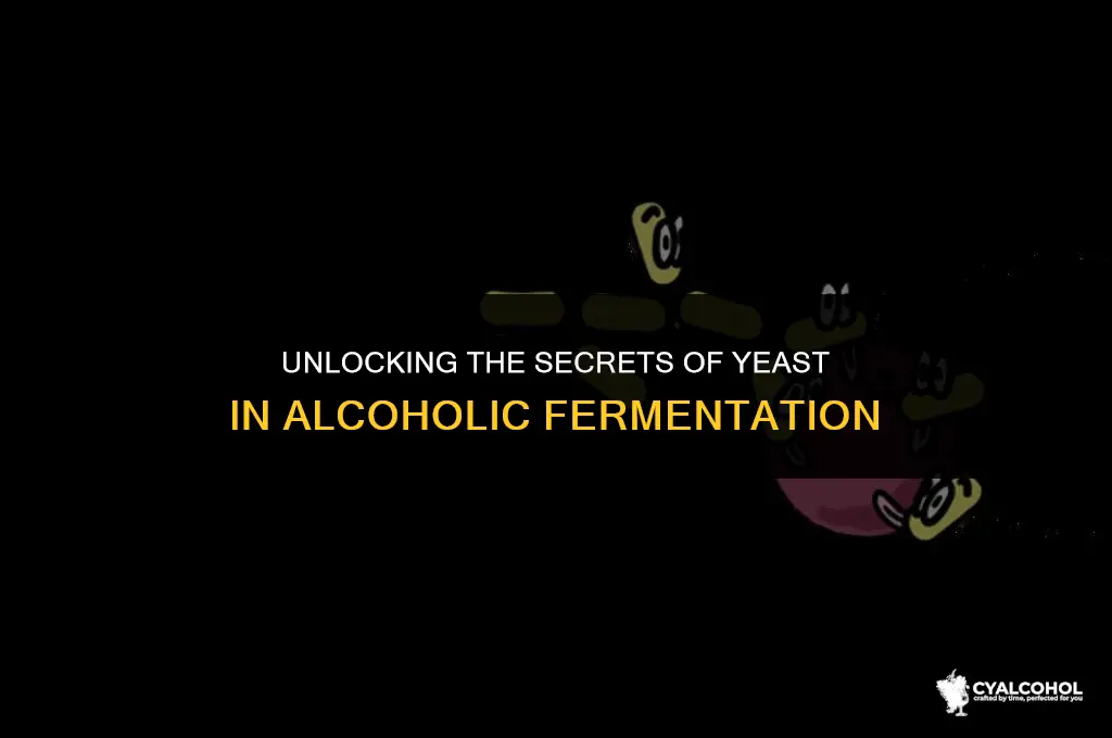 what is yeast in alcoholic fermentation