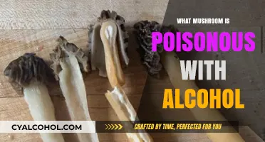 Deadly Combination: Mushrooms and Alcohol – Which Ones to Avoid